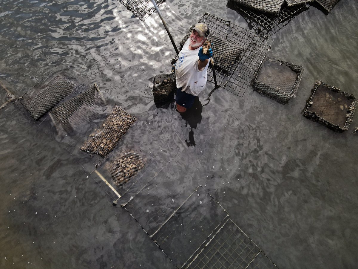 Virginia Sea Grant tweet media
