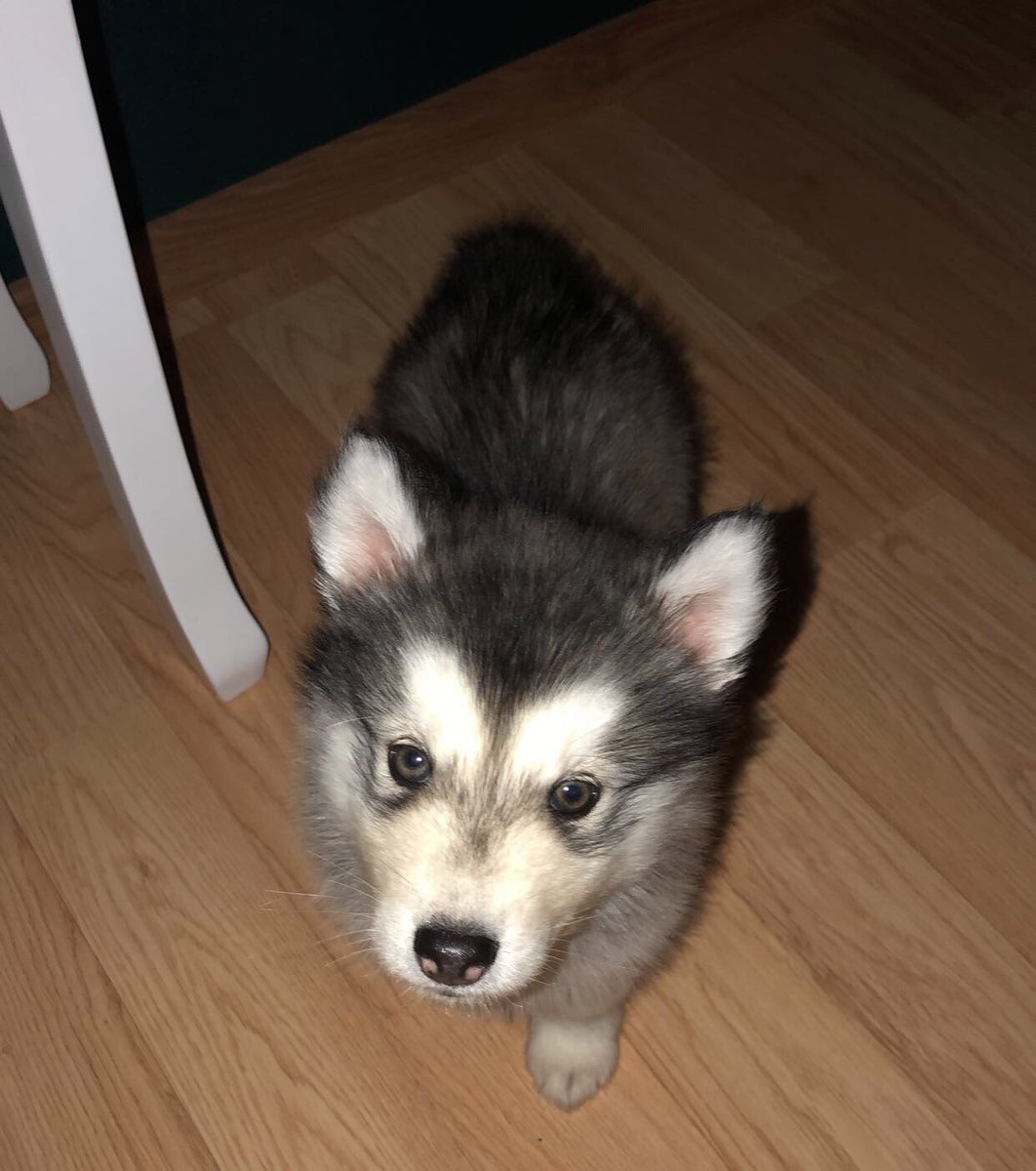 mustluikk's tweet photo. mu tibu sai täna aastaseks 🎂 miks nad nii kiiresti suureks kasvavad!?!?!🥺 https://t.co/hAwlj0TRSF
