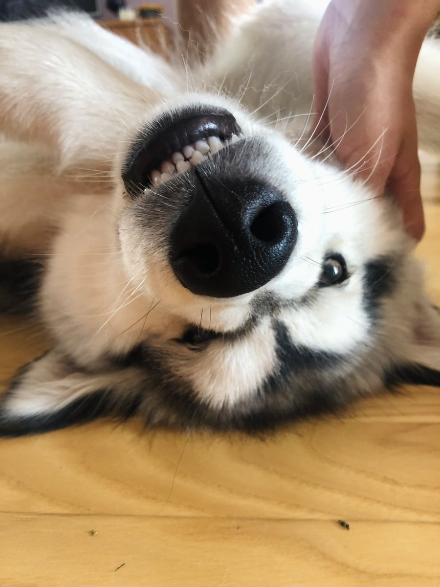 mustluikk's tweet photo. mu tibu sai täna aastaseks 🎂 miks nad nii kiiresti suureks kasvavad!?!?!🥺 https://t.co/hAwlj0TRSF