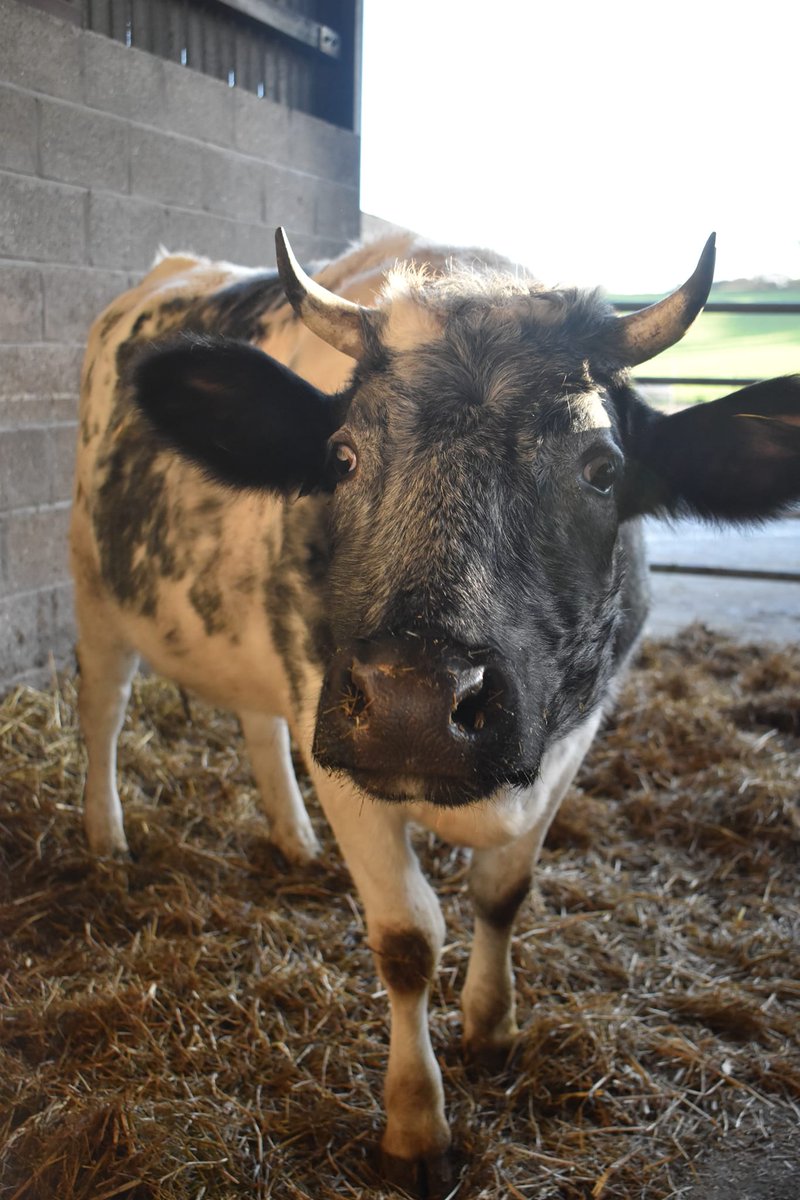 ahimsamilk's tweet photo. Lilac, she is a very funny and curious cow. 🐮
#cow #cows #cowsoftwitter #cowsmakemehappy #cowlover #cowlovers #cowsarecool #lovecows #cowsarecute #cowsgomoo #cowsarefriends https://t.co/zBesiOqN5c