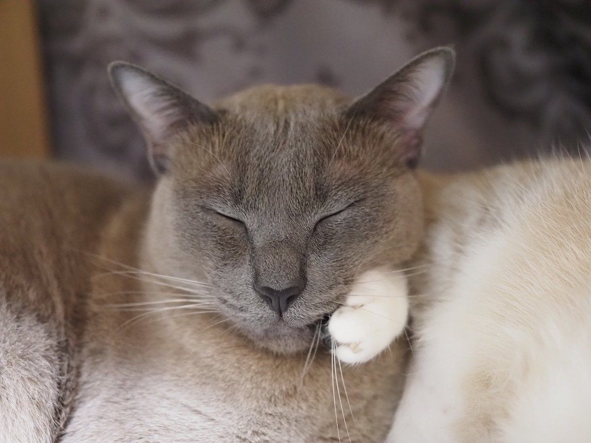 歯痛ポーズ手伝ってるのー😺🐾