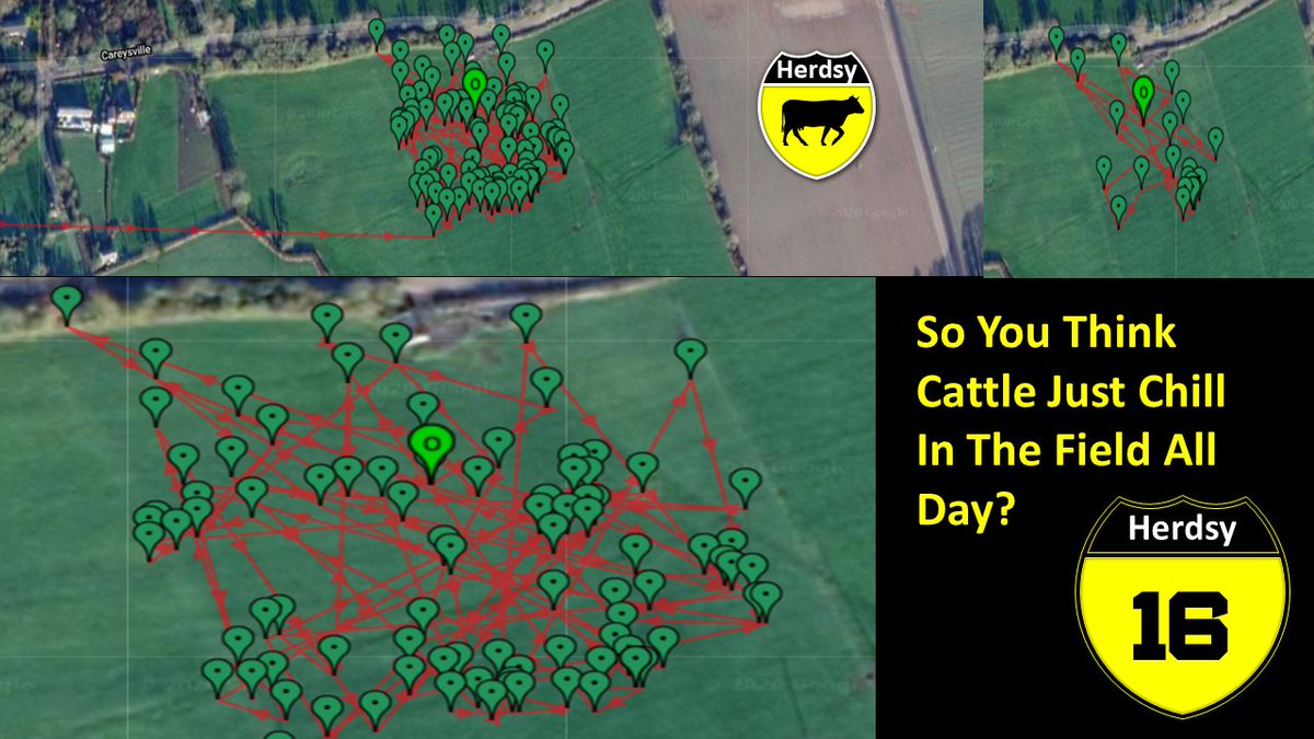 HerdsyHQ's tweet photo. Happy Saturday. So You Think Cattle Just spending their day chilling in the field? We recorded this heifer activity over a 24 hour period. Cattle have individual grazing patterns. Herdsy's  AI monitors for over/under grazing, potential signs of stress or disease. #herdsyalerts https://t.co/6L8LzveFDT