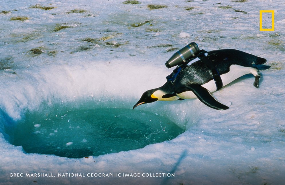 NatGeoHistory's tweet photo. A penguin carries a camera on his back to record environmental data in Antarctica. https://t.co/GUG1DHgYAd