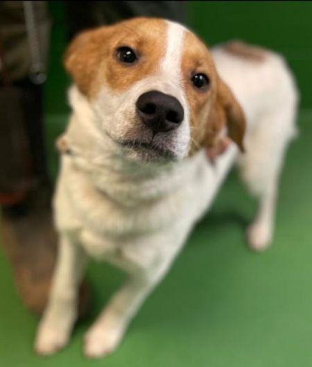 adopt_a_dog_bot's tweet photo. Romeo - At the Shelter is a resourceful doggy, who can be found near Rustburg, VA! Romeo - At the Shelter is a Beagle mix, who enjoys second breakfast. #Beagle #mixedbreed #mutt #dogsoftwitter #rescue #adopt #dog #Rustburg #Virginia #VA https://t.co/t09SuBEigr https://t.co/xEurSjPCaj