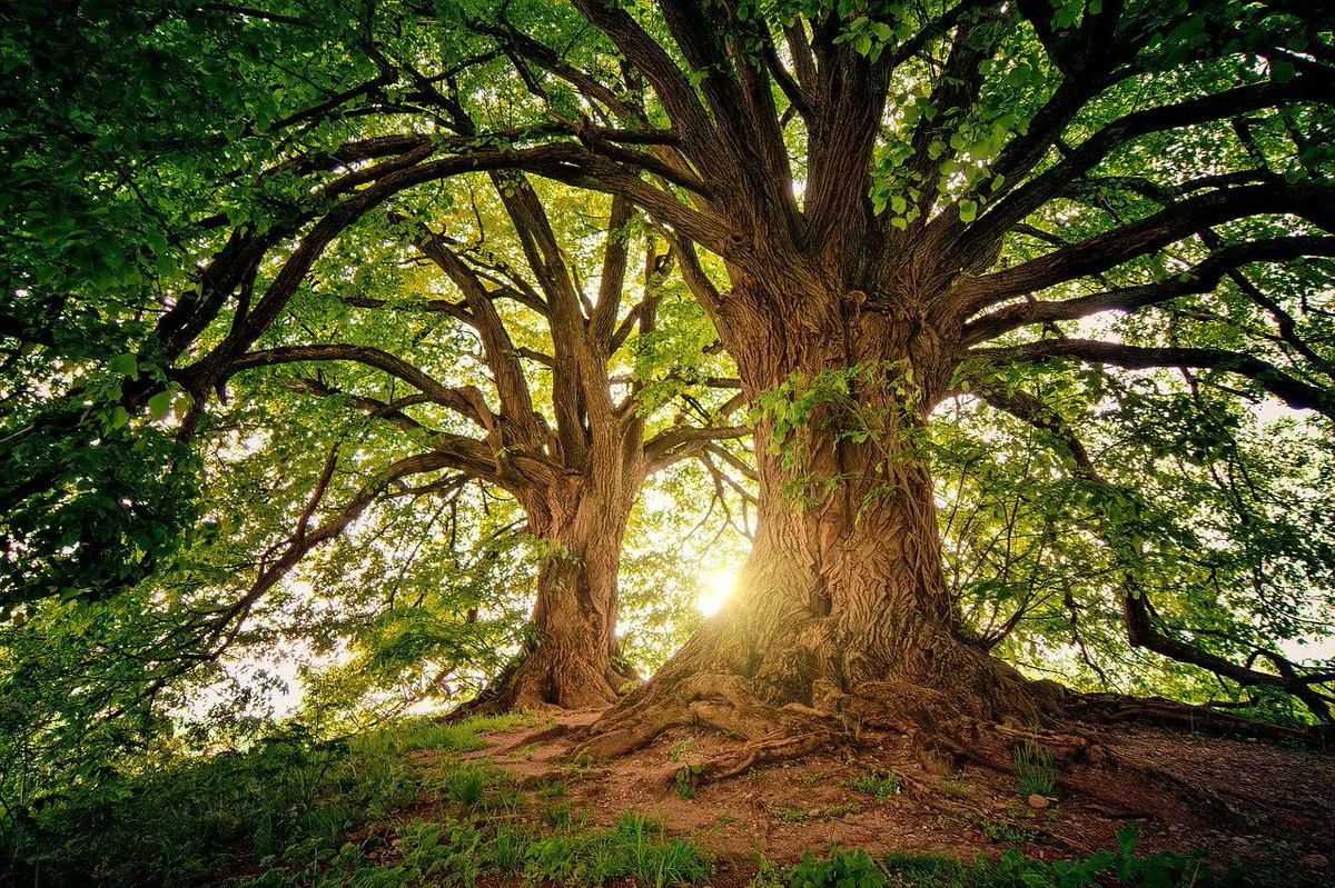 UNEP's tweet photo. Climate adaptation is a key pillar of the UN Decade on Ecosystem Restoration.

Head ⤵️ for more on the prevention, halting and reversal of degrading ecosystems around the 🌎
https://t.co/H6MrgMCLd8 https://t.co/3nYfOpAM9f