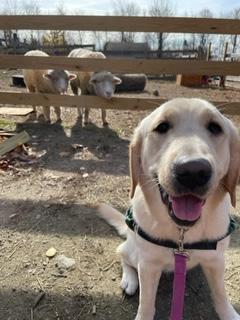 ECADServiceDogs's tweet photo. A #sheepishSaturday for this #ServiceDoginTraining. ...but really, it's just another day for lil fishy #Betta and her amazing #HomeHandler.  #photobomb #ECADServiceDogs #saycheese #smileforthecamera #newsightsandsoundsontheregular 📸🤳🦮🐾 https://t.co/MZr3ocCwV8