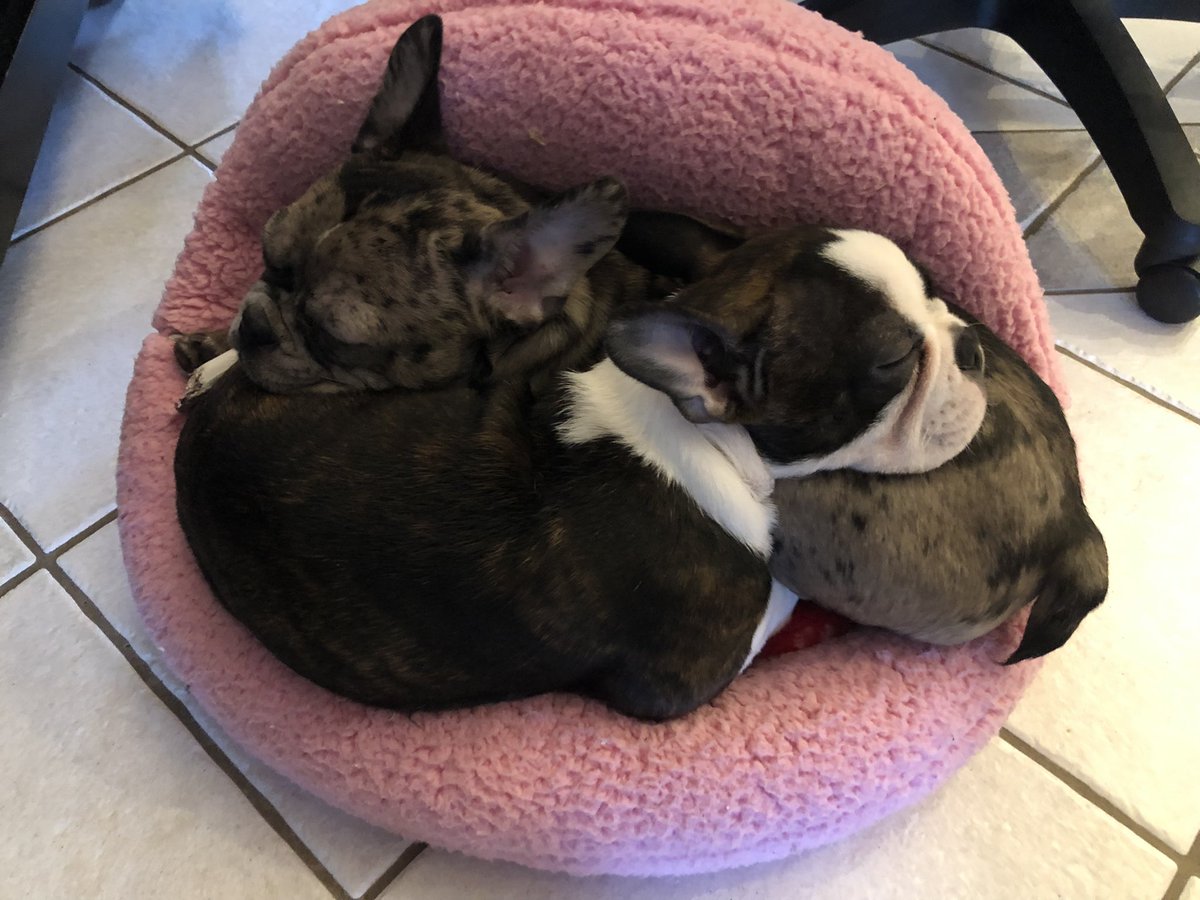 jbmomto3's tweet photo. Good morning #Ottawa Stay warm today like my two little #frenchton #puppies #snuggling #snoring #dogsoftwitter #justgobacktobed https://t.co/PklsDNEFJD
