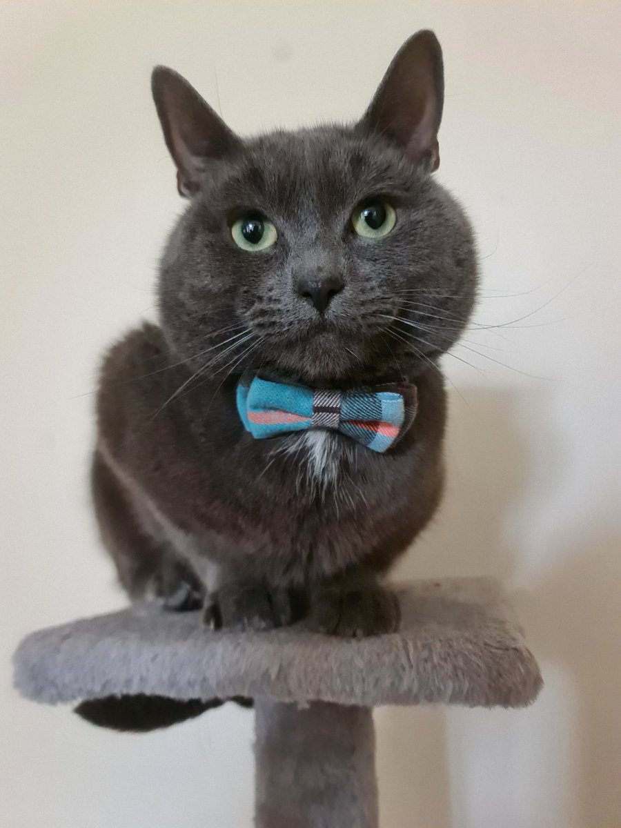 clarrieanne's tweet photo. In his Saturday best. 
#Caturday #cats #CatsOfTwitter https://t.co/iOTtvPLiY3