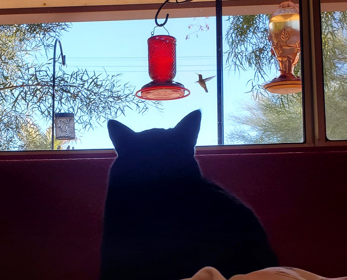 JesSumThoughts's tweet image. #Caturday 
Doesn&apos;t everyone have this channel?

#MyCaregiverTakesABreak
#PetsRescueUs #Shadow2022
#Bombay #HospiceLife #Scleroderma #AutoimmuneWarrior #diabetes #PancreaticCancer 
#GodSendsAngelsToMyWindow #NeverAlone