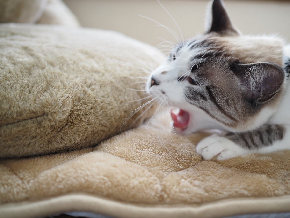 午後も、がおぉーび😺 寒くてやってられないニャー🐾