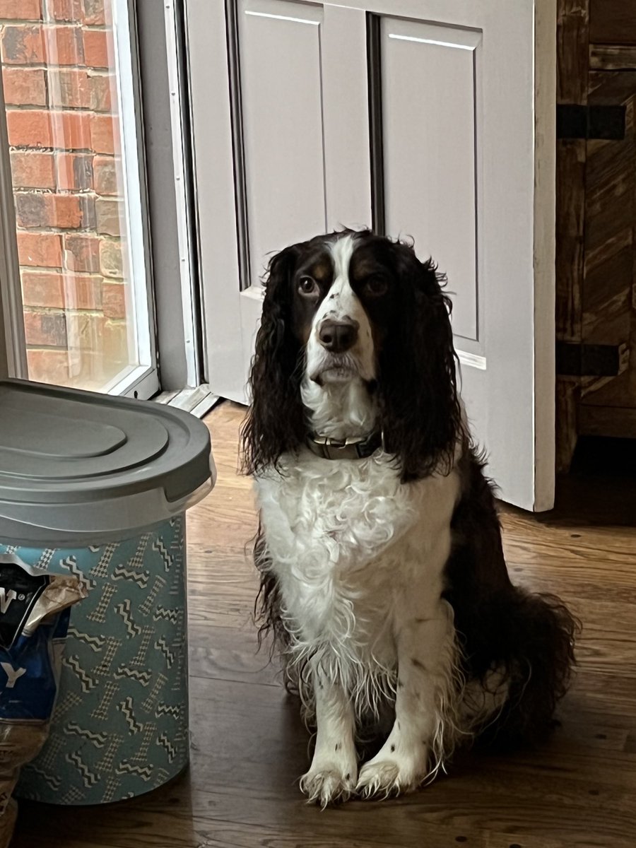 Max says good morning. And also it’s raining, so maybe reach over into this bin and drum us up some breakfast. #springerspaniels #springers #dogs