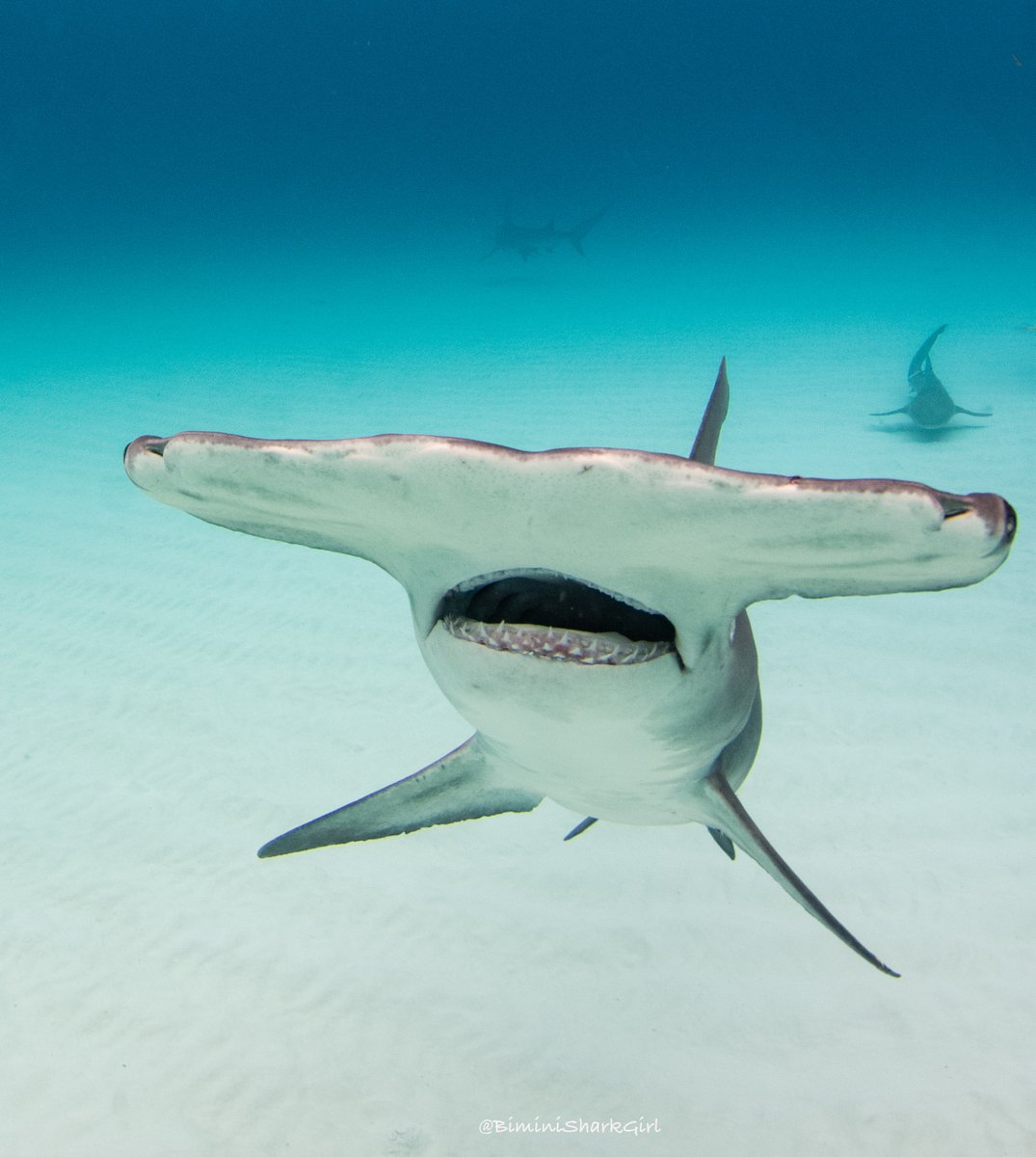 BiminiSharkGirl's tweet photo. Hello weekend! 

#sharks #hammerheadshark https://t.co/LhJJUzZyXx