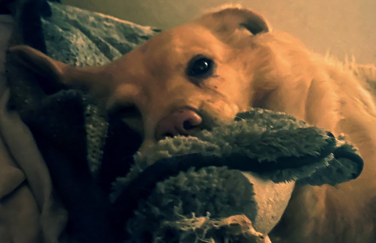 Me wuvs my sister Daisy. 💕 #dogs #dogsoftwitter #cute #animals #GRC