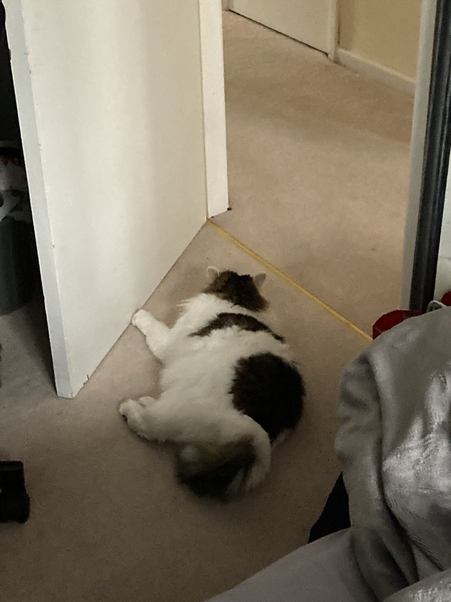 zigthekitty's tweet photo. looking massive https://t.co/EAPWUJH8uM
