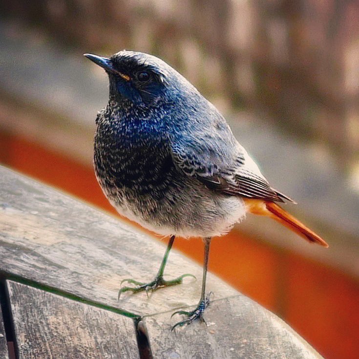 karsty's tweet photo. tweet... #redstart #UKRedstarts https://t.co/plMzTLGNo2