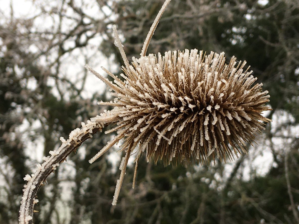 Frosty photos from the #community #garden today!