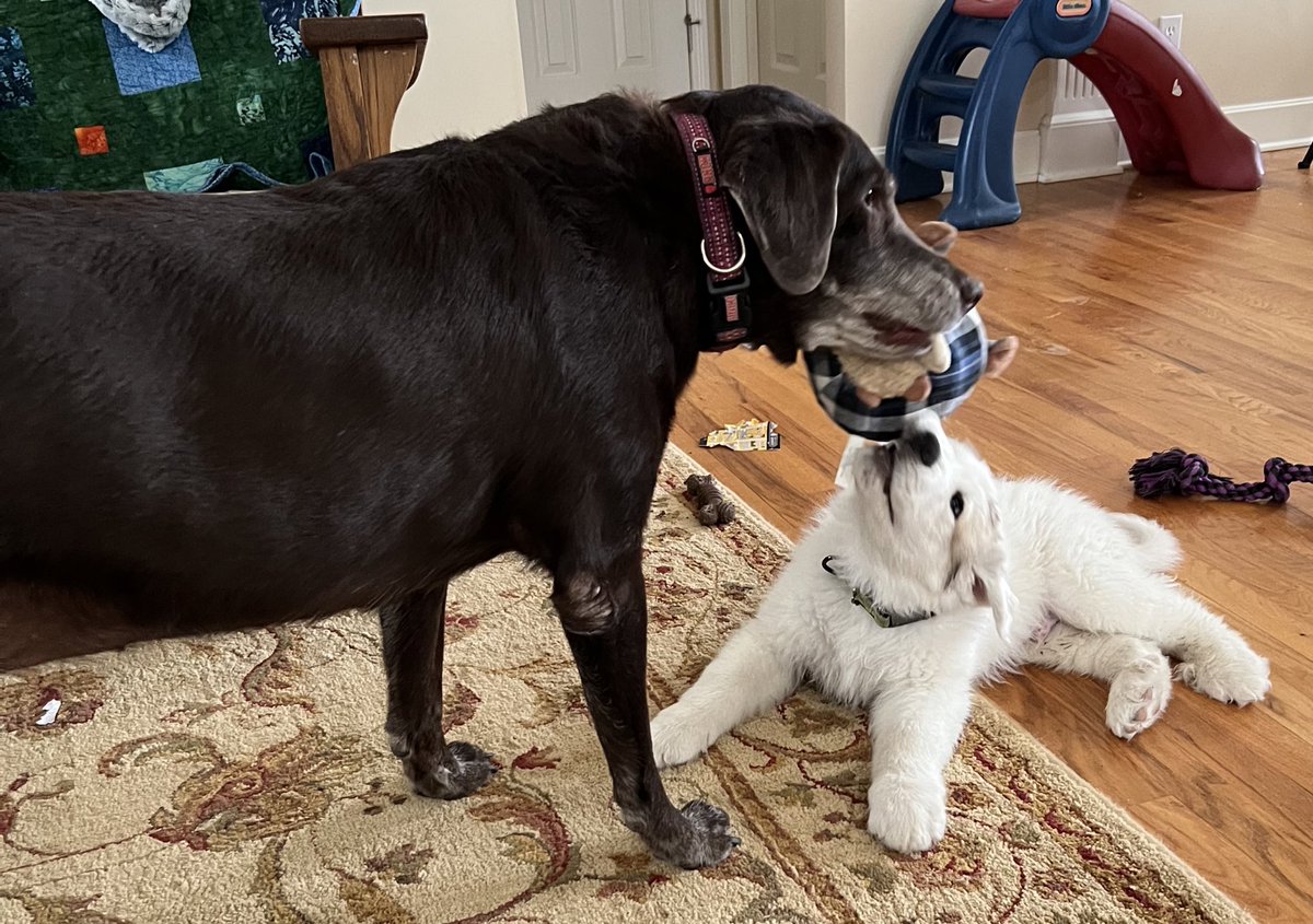 Maggie tries to convince Thor that chewing on the ball is far superior to chewing on her. https://t.co/C0ielCgstd