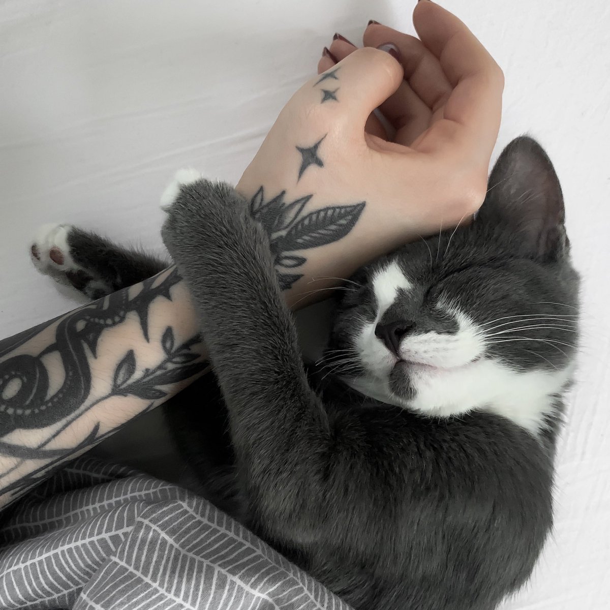 nevimmmmmm's tweet photo. Hlidame kamaradovi kotatko 😭🤍 https://t.co/FxYubvNq30