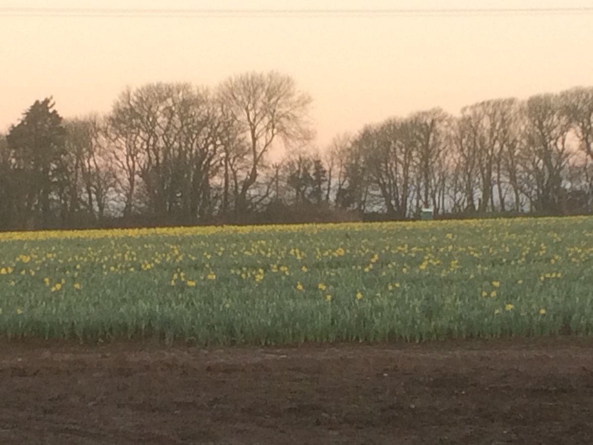 Love seeing the daffodils, not long till spring now.