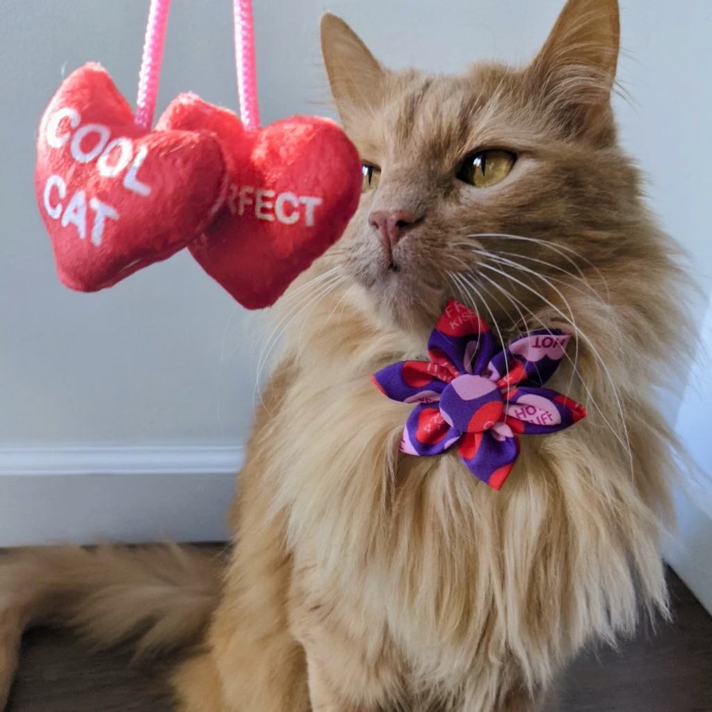 Happy Caturday you Cool Cat ❤️

Heart Strings Cat Toy available through the link in our bio!
.
.
.
.
#heartstrings #coolcat #purrrfect #cattoy #valentinesday #willyoubemyvalentine #caturday #xoxo #hugsandkisses #convohearts #meowdel #gingercat #kittybelles #huxleyandkent