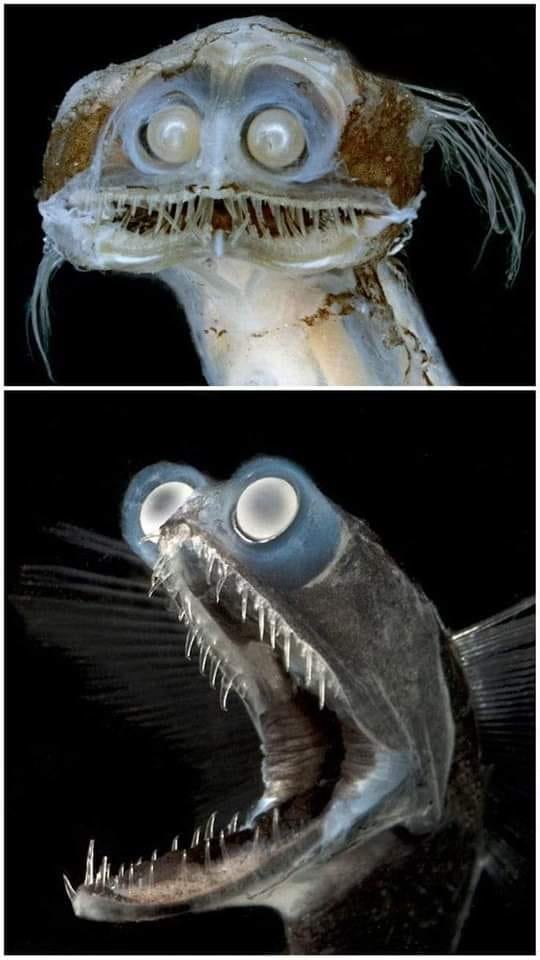 eolake's tweet image. Telescopefish. This deep-sea species can swallow prey larger than itself and lives in depths between 500 and 3000 meters.