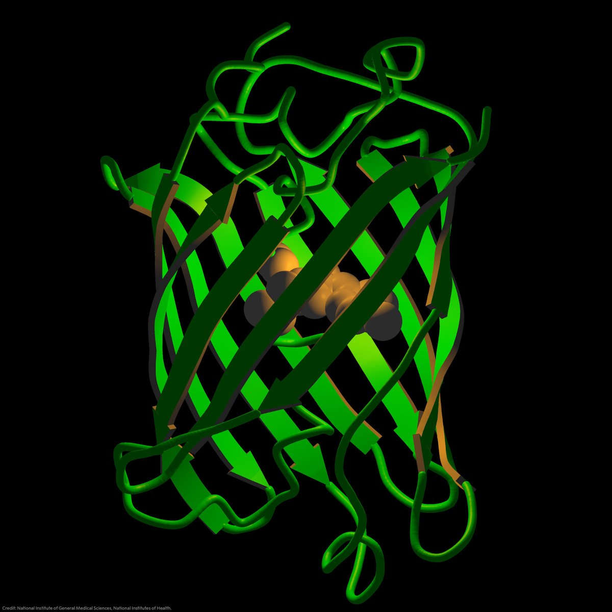 The green fluorescent protein has functioned as a guiding star for biochemists and other researchers. The strong green colour of this protein appears under blue and ultraviolet light. It can, for example show the development of Alzheimer’s disease in the brain.