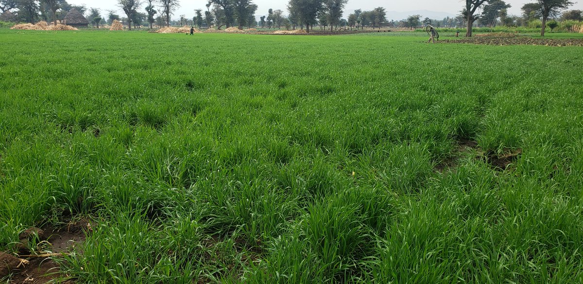 AbdelaKedru's tweet photo. Summer irrigation wheat is so beautiful in the Silte Zone https://t.co/xlvH45VZ8c
