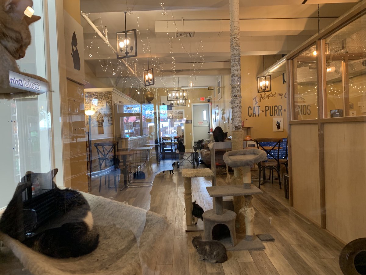 Grading with the company of cats at a place called Cat-purr-Cinos in Huntington. 😀💙