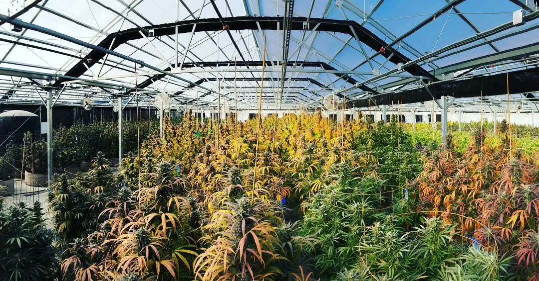 Over the past few years, #cannabisproduction has been a quickly-expanding field, putting a lot of pressure on growers across the US. We spoke w/ Ed Alexander of #SolCannabis in New Washoe City, NV about his strategies for keeping up with rising demand: rimolgreenhouses.com/growers/ed-ale…