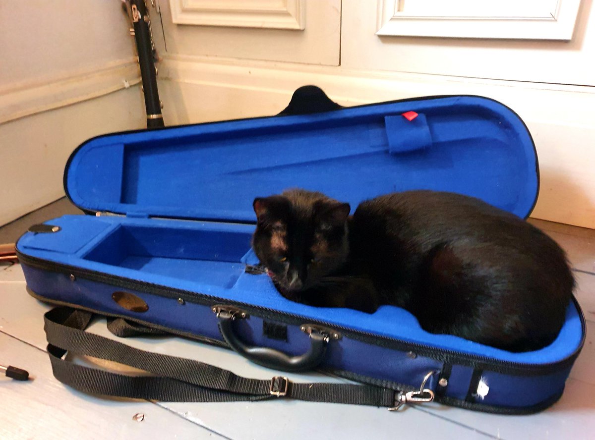 Marley likes to find unique places to curl up and has found he fits perfectly into my daughter's violin case... #cats  #CatsOfTwitter