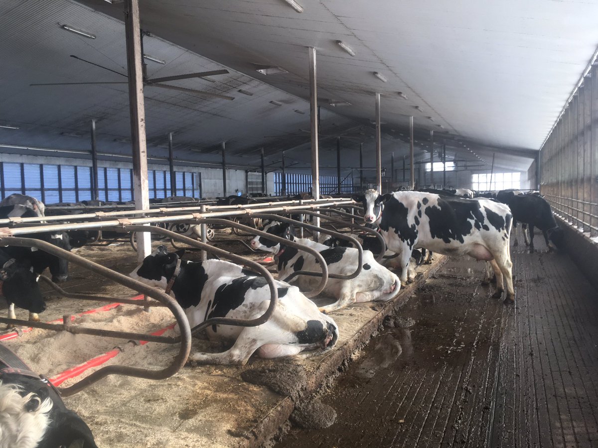 BernieKamphof's tweet photo. @88mphdelorean1 @CousineauAlbert @agarcv My barn walls are about 90% curtains. -35° this morning, the cows are quite comfortable inside. #workshere https://t.co/9bKdjNrt4h
