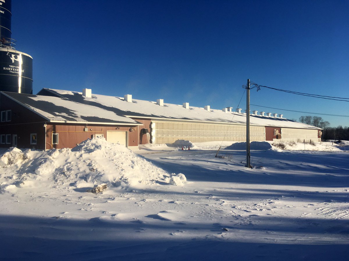 BernieKamphof's tweet photo. @88mphdelorean1 @CousineauAlbert @agarcv My barn walls are about 90% curtains. -35° this morning, the cows are quite comfortable inside. #workshere https://t.co/9bKdjNrt4h