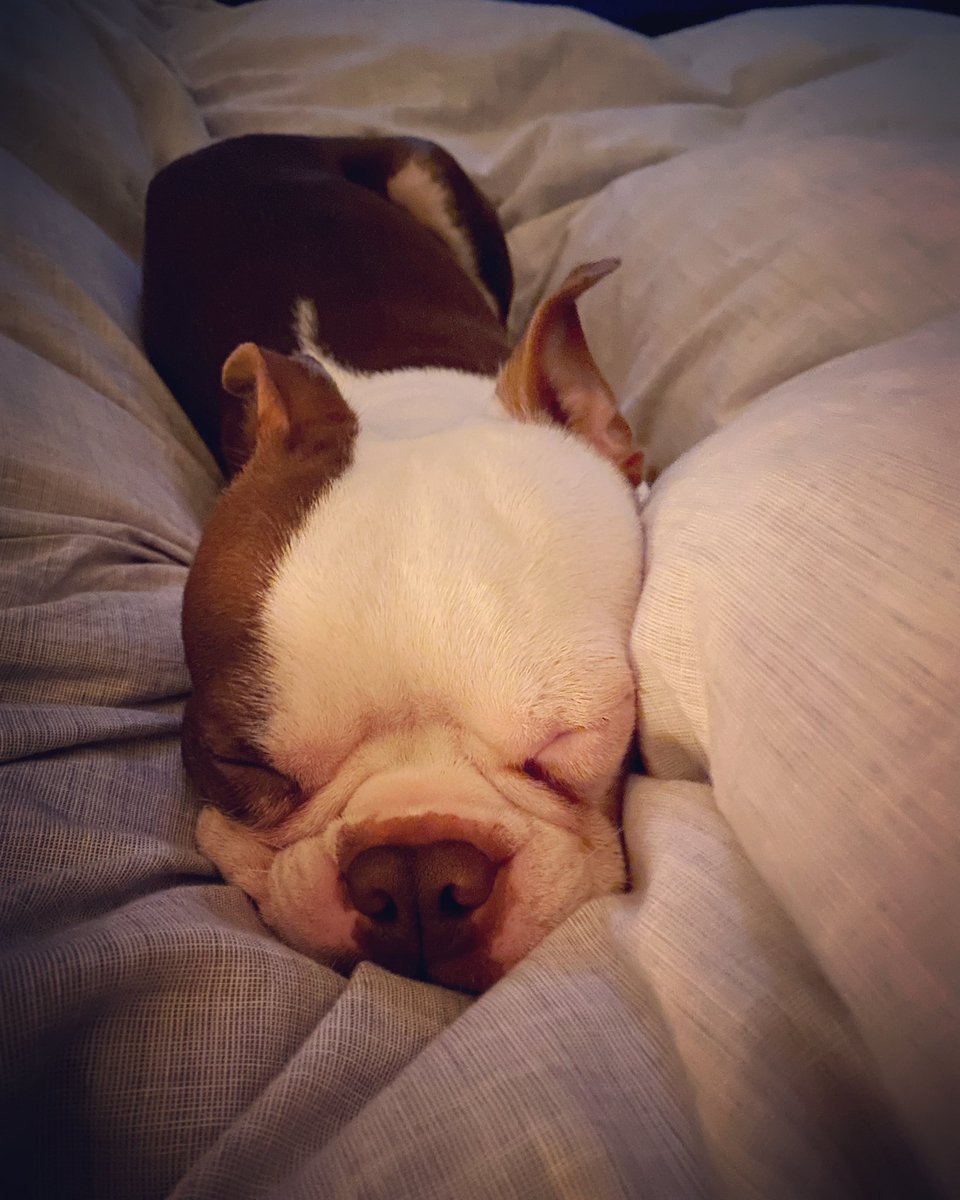 vickythompson28's tweet photo. @ClaireJSkinner @carabwilliams Yes we do! #mercerpets https://t.co/u0X3dzJEPl