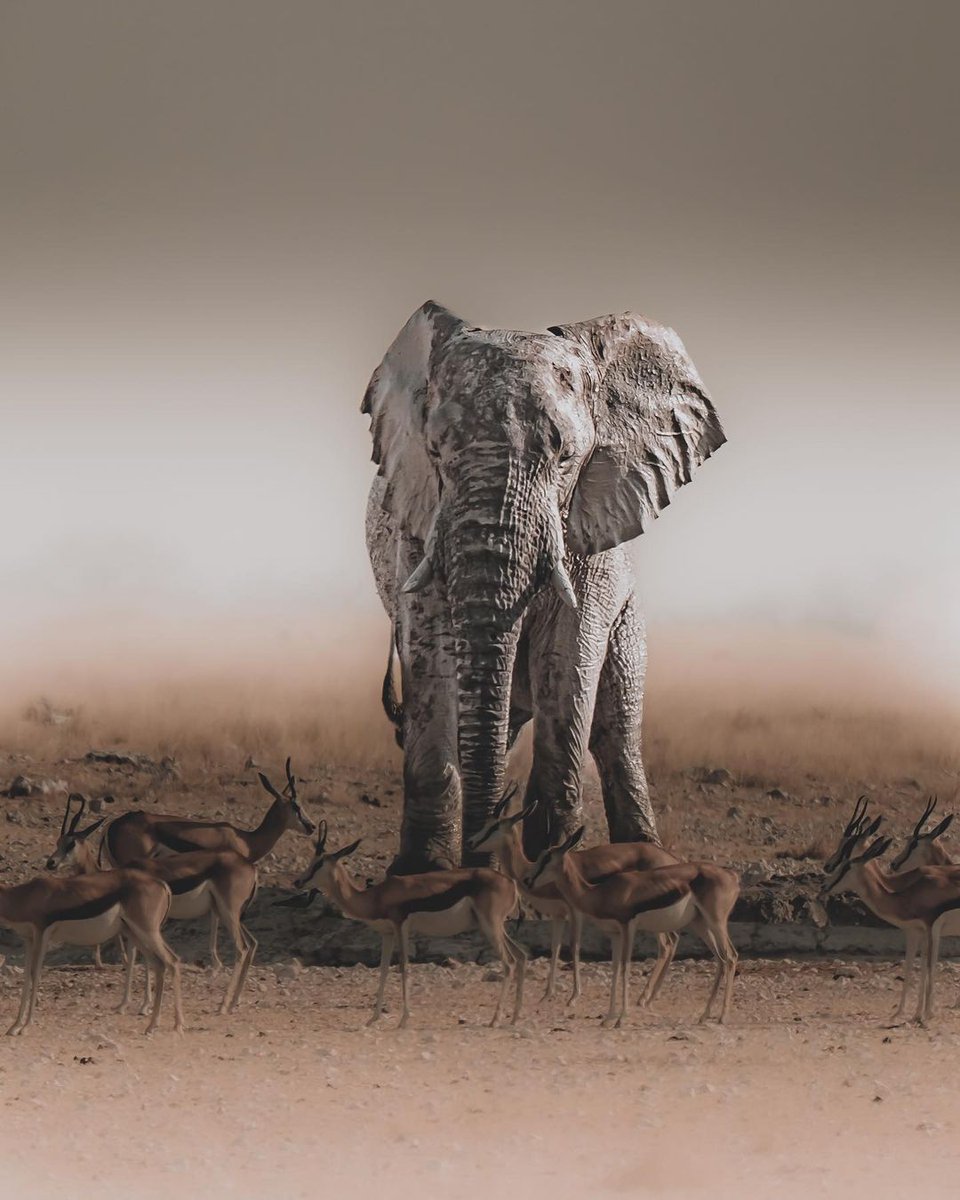 earth's tweet photo. Desert spectre. A ghost elephant—skin covered and stained by clay and calcite sand—captured in Etosha National Park, Namibia. https://t.co/wHwGKtZrIR