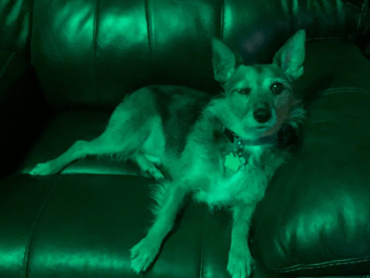 HerbieMooland's tweet photo. Wink in Green: πΆππ
#greenlight #wink #winking #winkingdog #bigflirt #dogsoftwitter https://t.co/Pesg09HpuJ