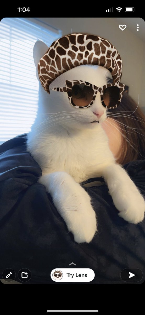 clanmccarter's tweet photo. What cats do on a snowy day #Caturday #CatsOfTwitter #animals https://t.co/UXnZB9bHxU