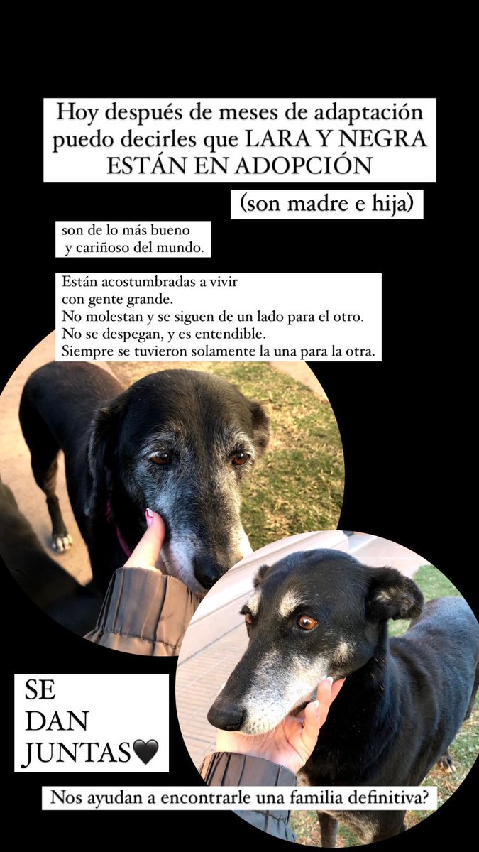 paloluquee's tweet photo. Su dueña falleció y quedaron en la calle solas! Son inseparables.

Me ayudan con un rt? RAFAELA / SANTA FE https://t.co/BUjmxZdMff