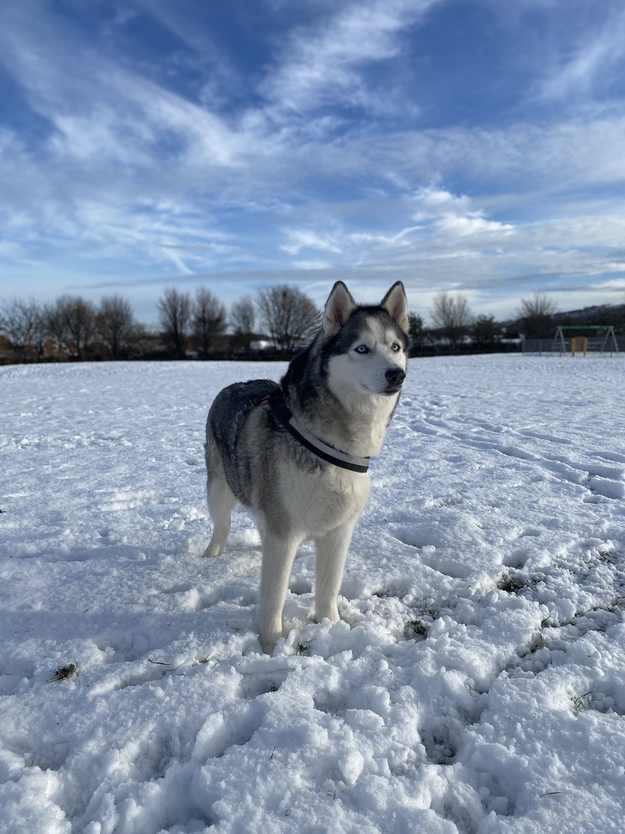 LindyLu24's tweet photo. Winter #shadowthehusky 💙💙💙 https://t.co/8c4Z2IVVxd