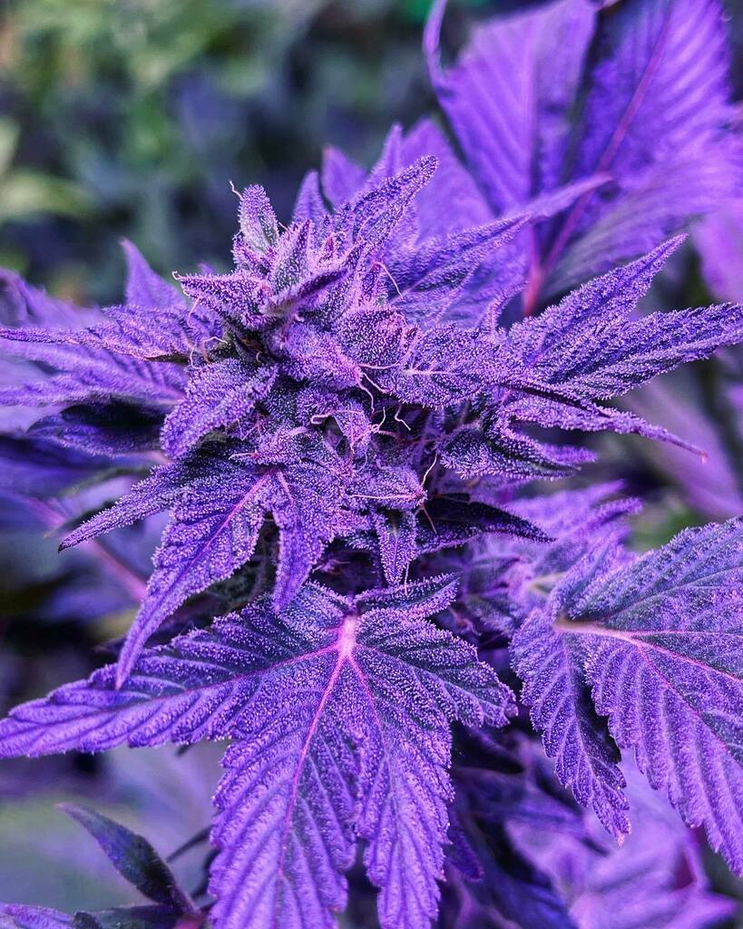 GloriousGenetic's tweet photo. Alien Berry F3 - Assorted pics of the different ladies. About 50/50 Show heavy purple vs no purple hues. Can’t wait to harvest the F4 seeds from these webbed beauties😍👽 🍓👽🍓🔥
#alienberry #cannabispics #webbedweed #cannabismutants #frisianduck #duc… https://t.co/gfkwKzvTVI https://t.co/c0K8vIq6Gr