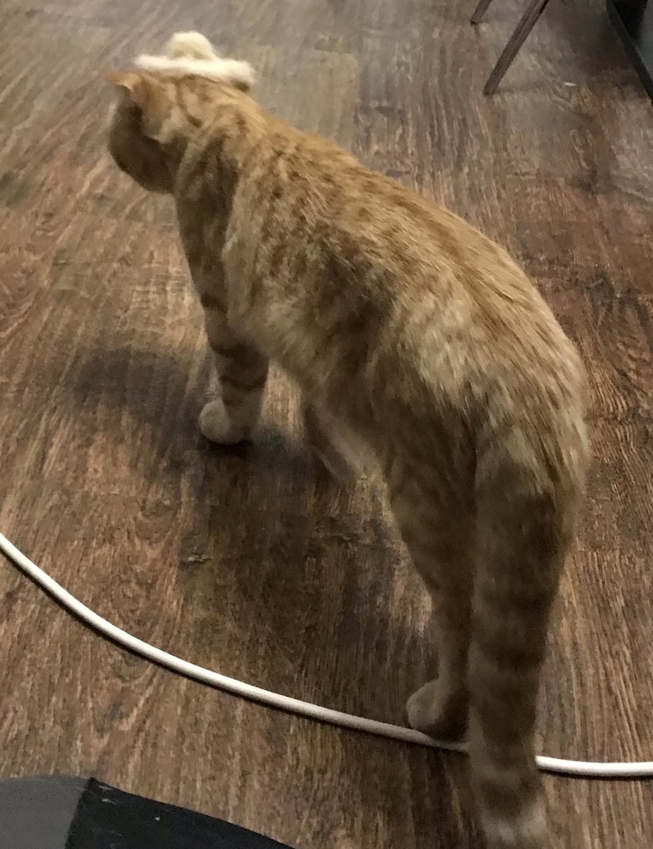 This time I’ve already taken the cat off the street, it looks very thin and weak, tomorrow I’ll take him to the veterinarian for inspection.😊