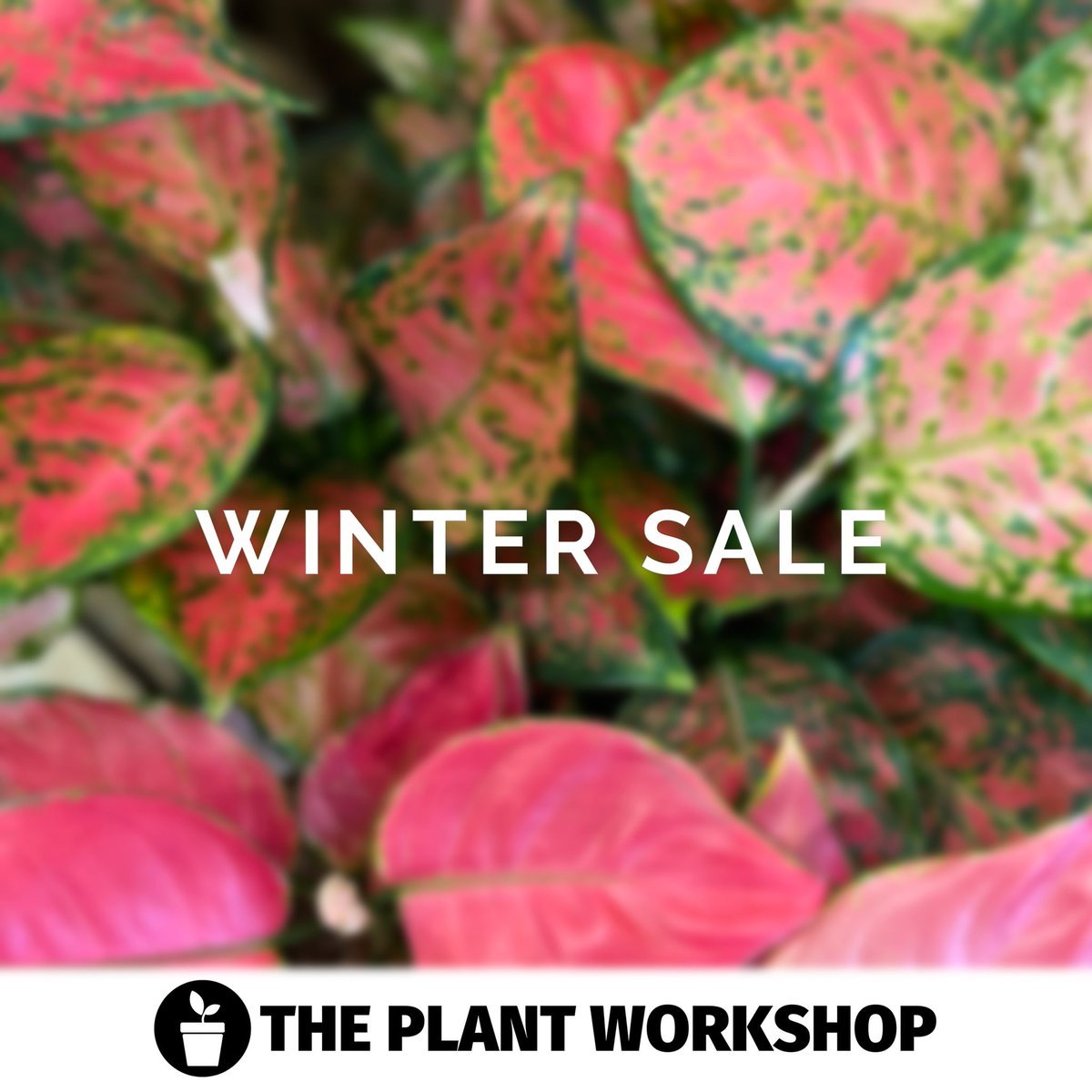 WorkshopPlant's tweet photo. // 🪴 Don't miss our Online Winter Sale, with 10% off everything! Plants, Pots, Accessories &amp; Candles. Treat yourself to something beautiful! // ⁠
⁠
What are you waiting for? 😍🌵🌿⁠
⁠
#plants #smallbusiness #sale #winter #indoorplants #ihavethisthingwithplants https://t.co/lhUyRn5Nhl