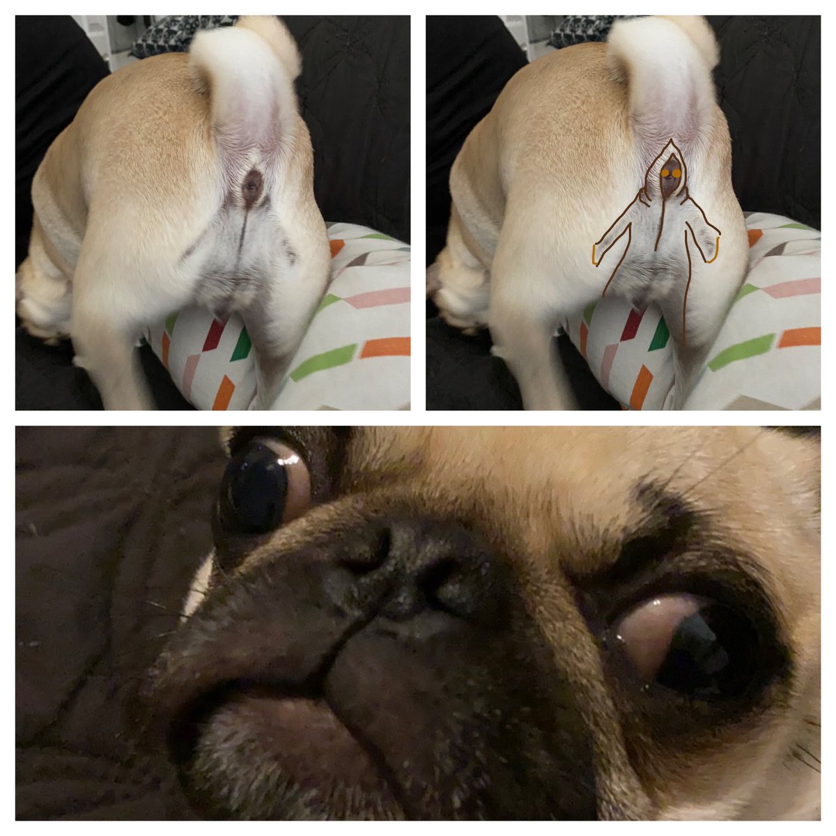 katyebug's tweet photo. realized today that my pug’s butt looks like a jawa @kpsair #StarWars https://t.co/X4e9aAgNK2