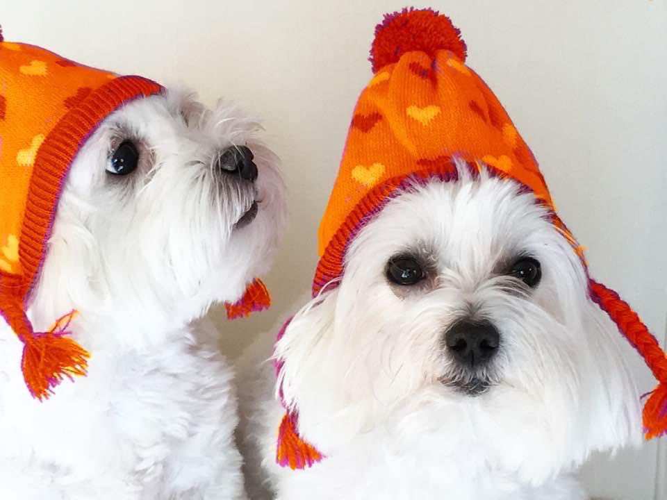 MiamiMalteses's tweet photo. @jimcramer Got hats? https://t.co/EhEXuXTlK1
