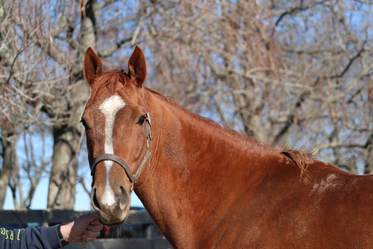 MarylandTB's tweet photo. Recognize this beautiful chestnut?! #MDBred Grade 1 winner SHARING is living her best broodmare life at @Gainesway 🥰 Retired in 2020, she is expecting her first foal, by Into Mischief, this spring! @EclipseTBP https://t.co/uBRnATolEa