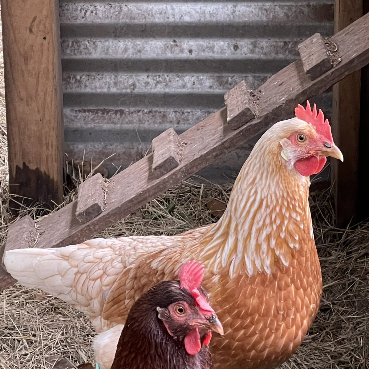 Amanda Joy tweet media