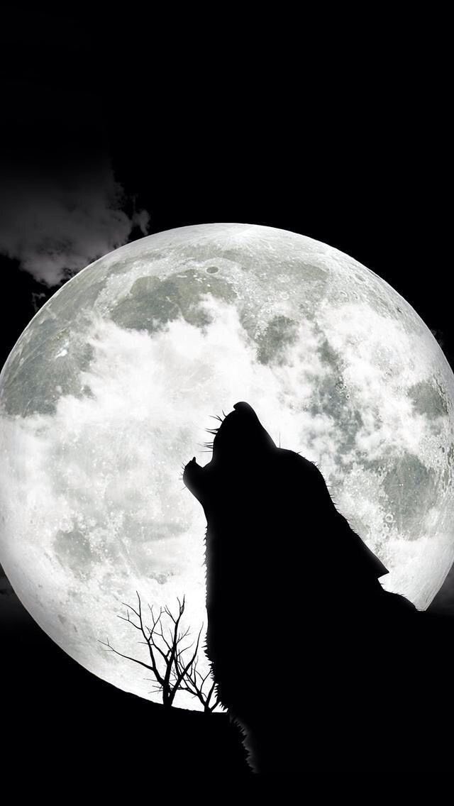 Howl From Forbidden Forest tweet media