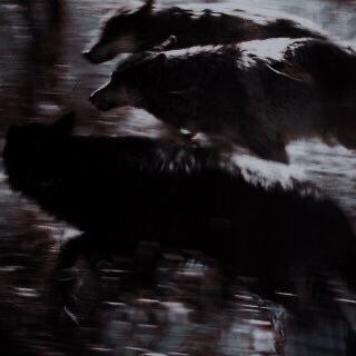 Howl From Forbidden Forest tweet media