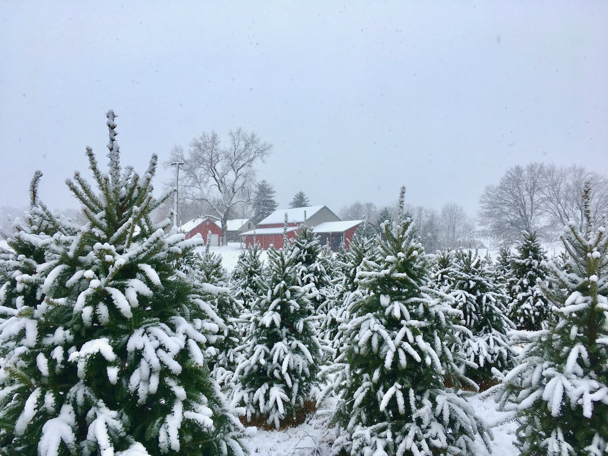 hvtreefarm's tweet photo. Check out the farm's first measurable snowfall of 2022. It's a beaut! ❄️🌲❄️🌲 #HVTF #2022snowfall https://t.co/gjvLKOsKKB