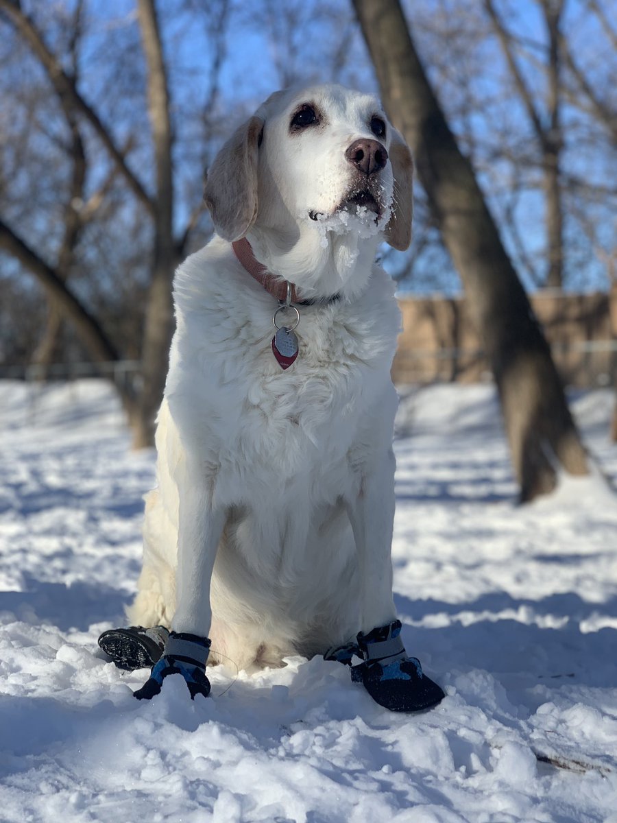 JennHoffReports's tweet photo. Everyday I’m shovelin’ ❄️ 🐶
#mnwx #snow #snowfall
#UpToSnowGood
#WhenInWinter https://t.co/qoMlYgFciM