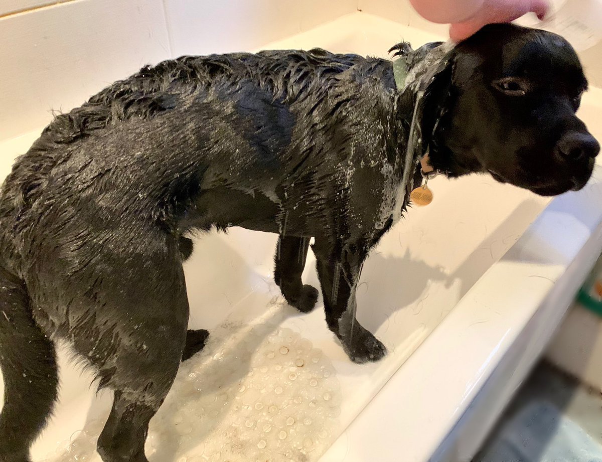 Ooof! I has been baffed after da bigs walk! I was nots specting dis, frens. Logie ver shocked, but I is now ver clean an da baff is ver muddy! Big fights wiv da towel. Logie won. Zorsted. #zzz #cleanlogie #baff #smellslikeflowerfluffs